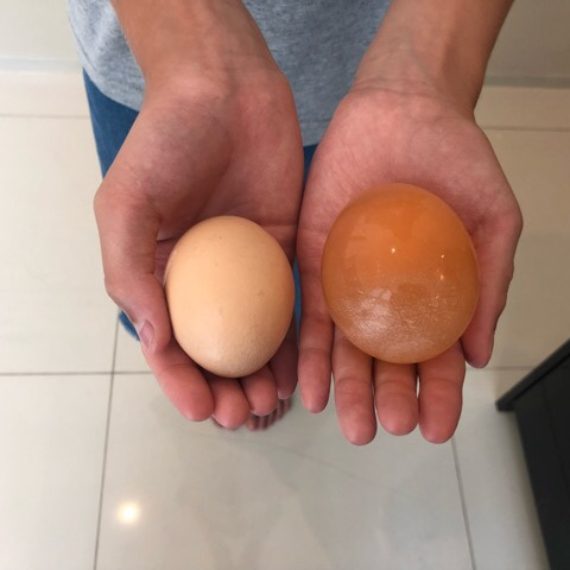 科学の実験 スケルトン卵 / Science Experiment – Skeleton Egg