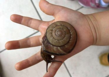 カタツムリがやってきた！The Day a Snail Came to School